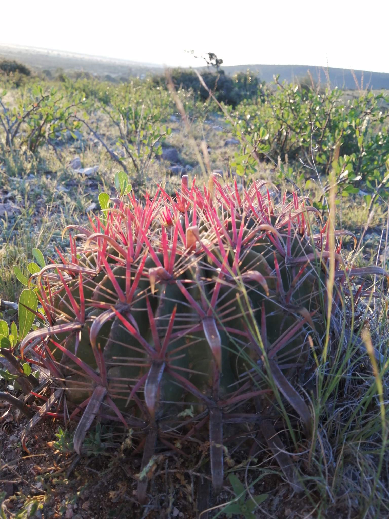 Ferocactus latispinus 
